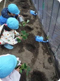 野菜の苗植え