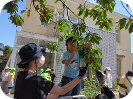 園庭のさくらんぼ狩り